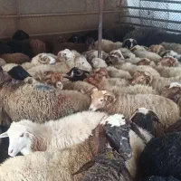 ذبح اسلامی  شده زنده