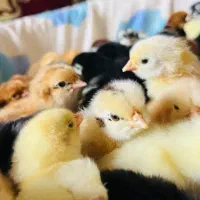 جوجه محلی نژاد خوب