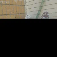 دو جفت نروماده پرشی با جوجه