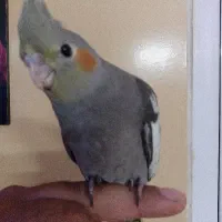 جوجه عروس نرم خورحلقه پا