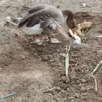 غاز|حیوانات مزرعه|اهواز, کیان اباد|دیوار