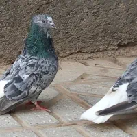 هفت رنگ دم سفید