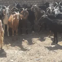 بز  بزقاله نوبند چاغ کشتاری