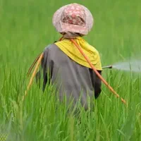 سم پاشی زمین های شالیزار وباغ