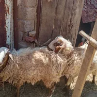 بره ۴۰ کیلویی معاوضه با میش