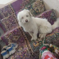 پاکوتا یک ساله واکسن 6ماهه زده شده