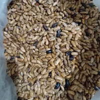 باقالی پاچ تمیز محلی برای کاشت