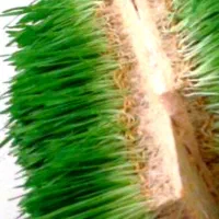 علوفه تازه (هیدروپونیک) برای انواع دام