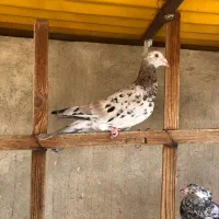 کبوتر هفترنگ ماده فروشی