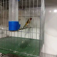 سلام و عرض ادب سهره داغ سر رسمی
