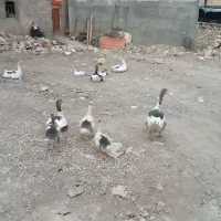 غاز جوان و سالم