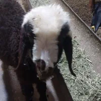 سرای فروش دام سبک وبهداشتی   شهرداری تهران