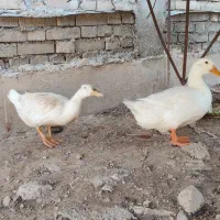 اردک