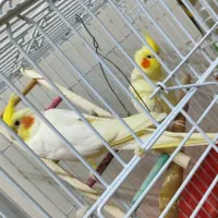 یک جفت عروس هلندی لوتینو مولد چشم شرابی