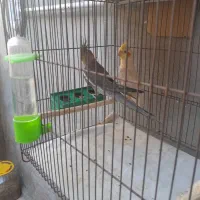 عروس هلندی
