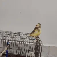 سهره قناری و قناری گلستر