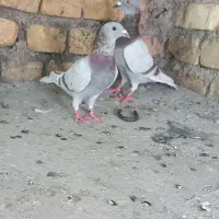 کفتر