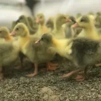 جوجه غاز محلی و دورگه در سقز