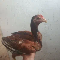 جوجه لاری