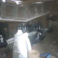 کفتر