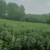 زمین مسکونی همراه سند تک برگ در نوخاله