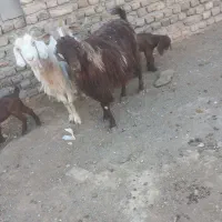 بزه