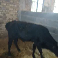 فروش