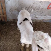 بره