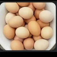 تخم مرغ نطفه دار