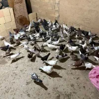 کبوتر پرشی