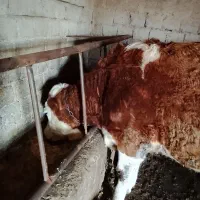 گاو سیمنتال اصل شکم اول