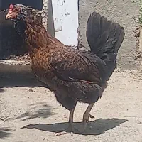 مرغ جوان سالم تخم گذار