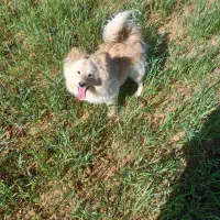 پامر دوسر خرسی