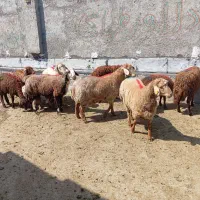 گوسفند زنده فردیس شهرک ناز دهکده