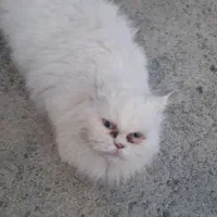 گربه پرشین