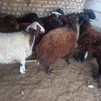 بره زنده مخصوص کشتار، مراسمات، عقیقه، مجالس