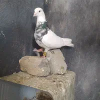 کبوترشهرستان