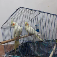 عروس هلندی