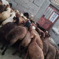 بره نر داشتی