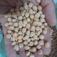 نخود ابگوشتی