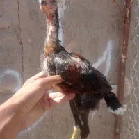 جوجه لاری