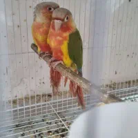 جفت نروماده