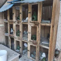 پرنده و قفس