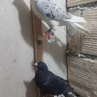 پشت هفرنگ نر