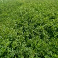 یونجه خرمانکوبی شده