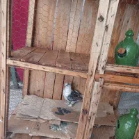 کبوتربلژیکی وکجه جفت کن ودوعددابخوری سفالی