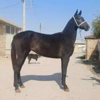 مادیان ترکمن خالص