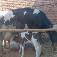 فروش گاو باگوساله نر سمینتال