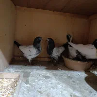 ۲۹ تا جوجه پاکستانی