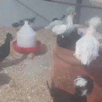 مرغ و خروس سلطان